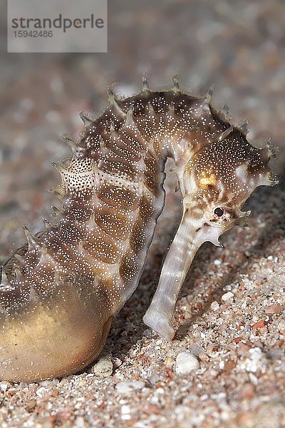 Dorniges Seepferdchen (Hippocampus histrix) auf Sandgrund  braun  Rotes Meer  Jordanien  Asien