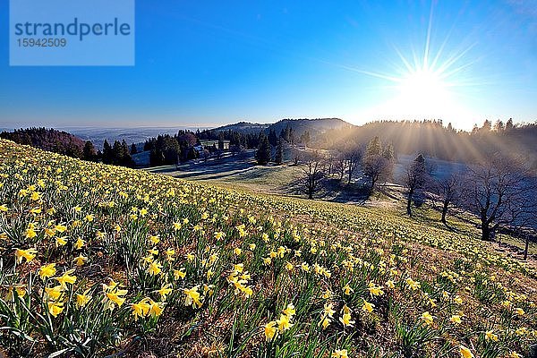 Feld mit blühenden Osterglocken (Narcissus)  Narzissenfeld  bei Sonnenaufgang am Pass Vue des Alpes  Schweizer Jura  Kanton Neuenburg  Schweiz  Europa