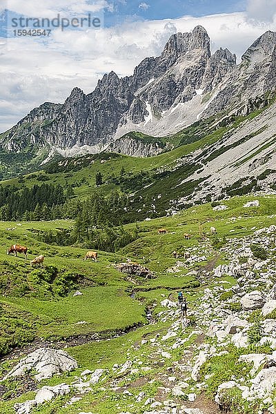 Wanderer auf markiertem Wanderweg von der Adamekhütte zur Hofpürglhütte  Kühe auf Almwiese  Ausblick auf Bergkamm mit Berggipfel Große Bischofsmütze  Salzkammergut  Oberösterreich  Österreich  Europa