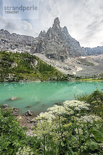 Türkisgrüner Sorapissee mit Blumen  Lago di Sorapis und Bergspitze Dito di Dio  Dolomiten  Belluno  Italien  Europa