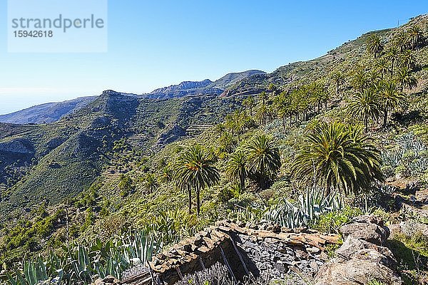 Hausruine und Kanarische Dattelpalmen (Phoenix canariensis)  nahe Degollada de Pereza  bei San Sebastian  La Gomera  Kanaren  Spanien  Europa