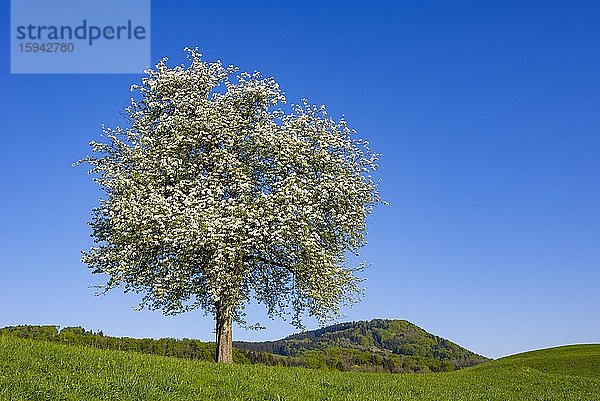 Blühender Obstbaum  Land Salzburg  Österreich  Europa