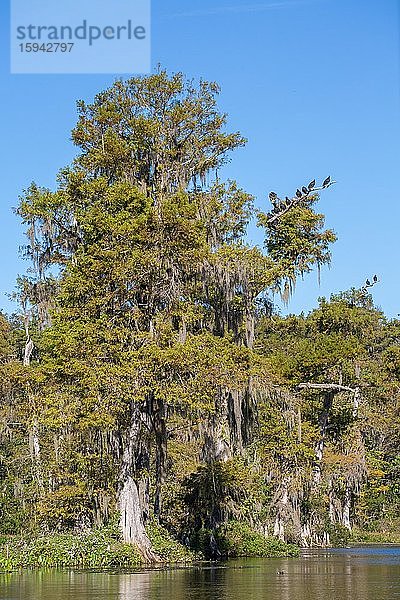 Zypresse (Cupressus) im Wasser mit Rabengeiern (Coragyps atratus) und Spanischem Moos (Tillandsia usneoides)  Süßwasserquelle Wakulla Springs  Wakulla Springs State Park  Florida  USA  Nordamerika
