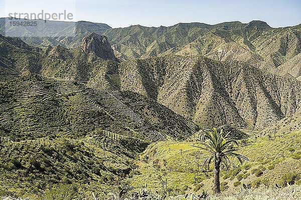 Eine einzelne Palme in den Bergen  La Gomera  Kanaren  Spanien  Europa