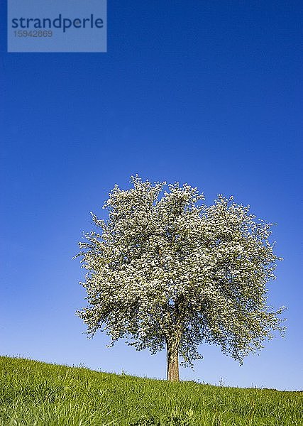 Blühender Obstbaum  Land Salzburg  Österreich  Europa
