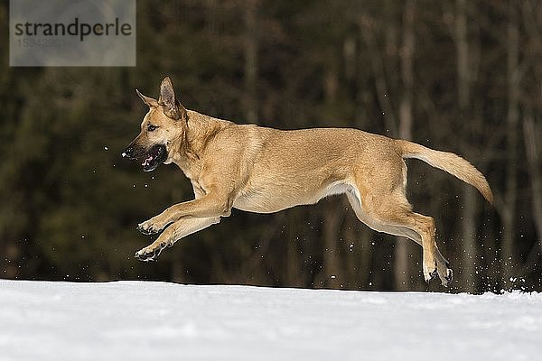 Mischlingshund  Hündin beim Springen im Schnee  Österreich  Europa