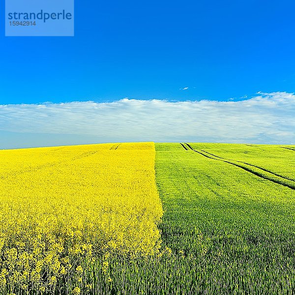 Hügel mit grünem Kornfeld und blühendem Rapsfeld im Frühling unter blauem Himmel mit Wolken  Naturpark Unteres Saaletal  Saalekreis  Sachsen-Anhalt  Deutschland  Europa