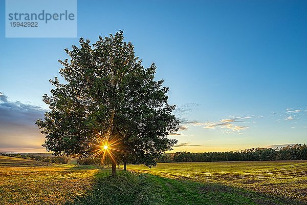 Landschaft mit Feldern bei Sonnenuntergang  letztes Abendlicht  Burgenlandkreis  Sachsen-Anhalt  Deutschland  Europa