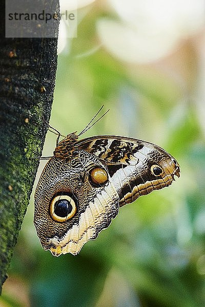 Gewöhnlicher Bananenfalter (Caligo eurilochus)  Schmetterling auf einem Baumstamm sitzend  Deutschland  Europa