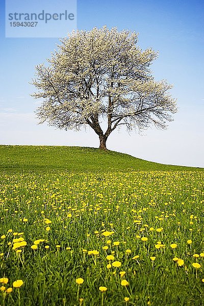 Freistehender blühender Obstbaum auf Löwenzahnwiese  Oberösterreich  Österreich  Europa