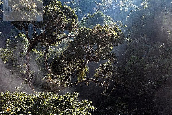 Regenwald  Andasibe-Mantadia Nationalpark  Provinz Toamasina  Madagaskar  Afrika