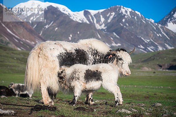 Weißer Yak (Bos grunniens)  Muttertier säugt Jungtier  Altaigebirge  Provinz Bayan-Ulgii  Mongolei  Asien