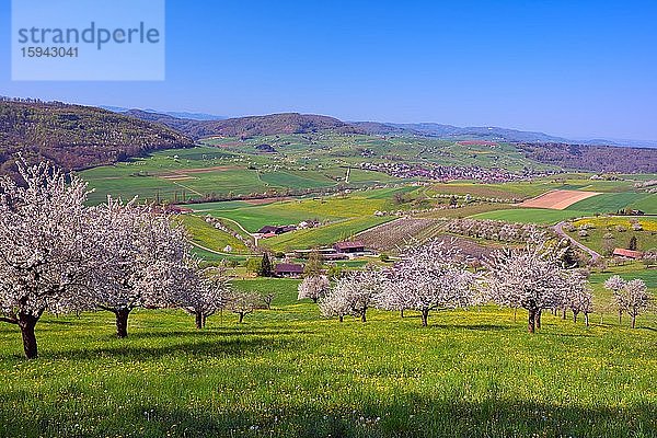 Blühende Kirschbäume (Prunus)  Magden  Kanton Aargau  Schweiz  Europa