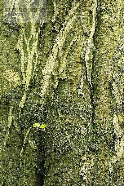 Rinde einer großen alten Buche (Fagus sylvatica)  kleiner Zweig mit zarten grünen Blättern im Frühling  Deutschland  Europa