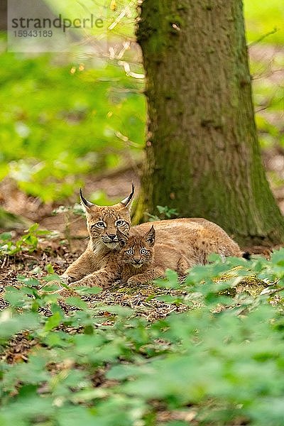Eurasischer Luchs (Lynx lynx)  Muttertier mit Jungtier liegen im Laub  captive  Nationalpark Bayerischer Wald  Bayern  Deutschland  Europa