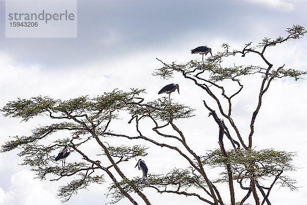 Marabus (Leptoptilos crumeniferus) stehen im knorrigem Baum  Serengeti Nationalpark  Tansania  Afrika