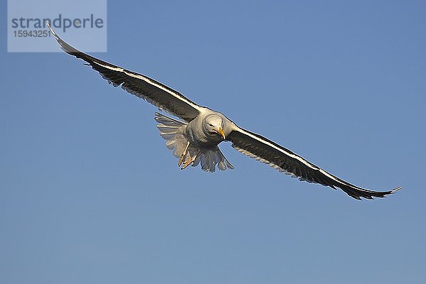 Mantelmöwe im Flug  Flatanger  Norwegen  Europa