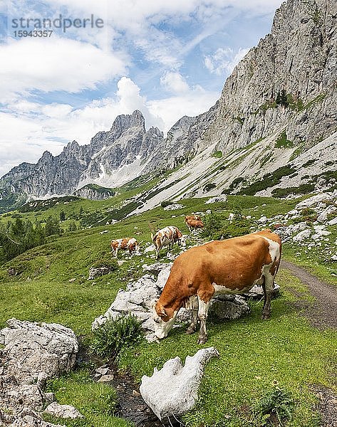 Wanderweg von der Adamekhütte zur Hofpürglhütte  Kühe auf Almwiese  Bergkamm mit Berggipfel Große Bischofsmütze  Salzkammergut  Oberösterreich  Österreich  Europa