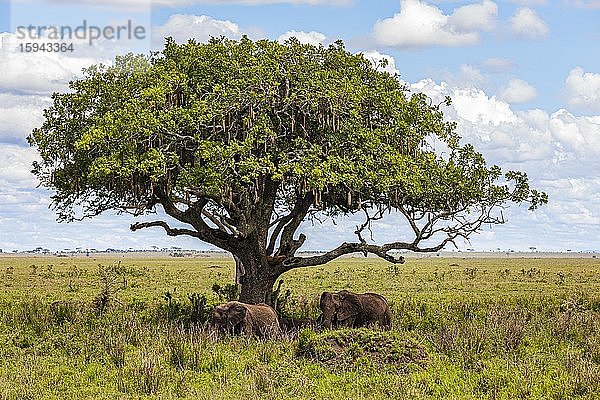 Afrikanische Elefanten (Loxodonta africana) im Schatten unter einem Leberwurstbaum (Kigelia africana)  Serengeti Nationalpark  Tansania  Afrika