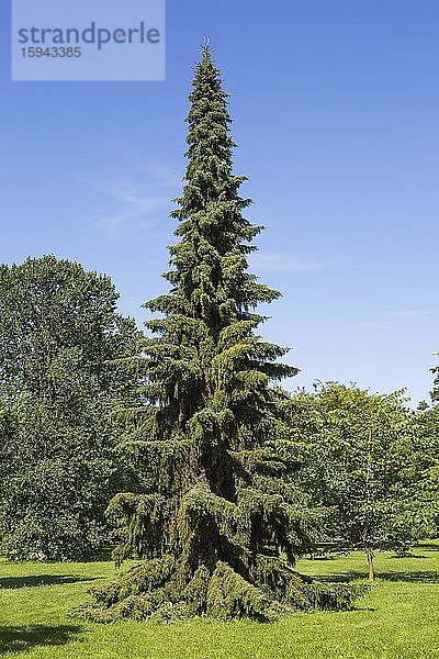 Serbische Fichte (Picea omorika) Sorte Pendula  Botanischer Garten  Montreal  Quebec  Kanada  Nordamerika