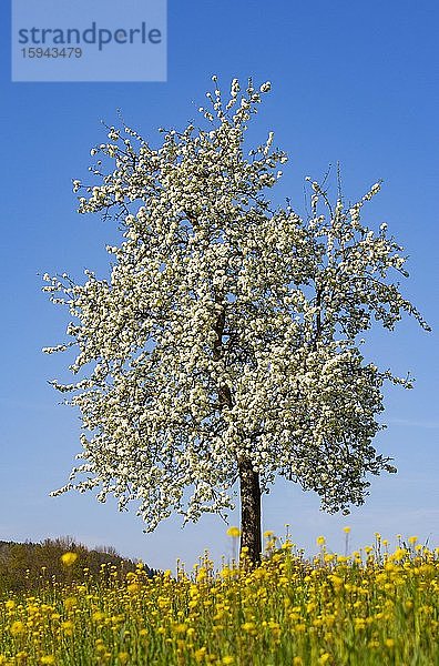 Blühender Birnbaum  Obstbaum  Land Salzburg  Österreich  Europa