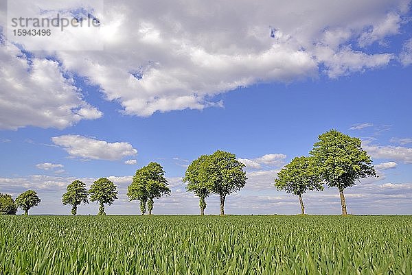 Linden (Tilia)  Baumreihe mit blauem Wolkenhimmel  Nordrhein-Westfalen  Deutschland  Europa
