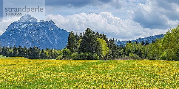 Löwenzahn (Taraxacum sect. Ruderalia) im Frühling  Wiese beim Hopfensee  dahinter der Säuling  2057m  Ostallgäu  Allgäu  Bayern  Deutschland  Europa