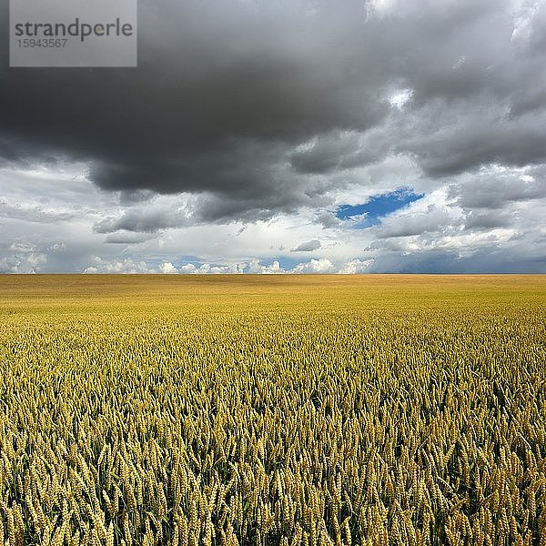 Weizenfeld unter aufziehenden dunklen Gewitterwolken  Saalekreis  Sachsen-Anhalt  Deutschland  Europa