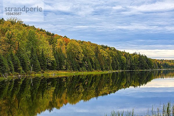 Herbstwald spiegelt sich im See bei Lac-Labelle  Laurentians  Quebec  Kanada  Nordamerika