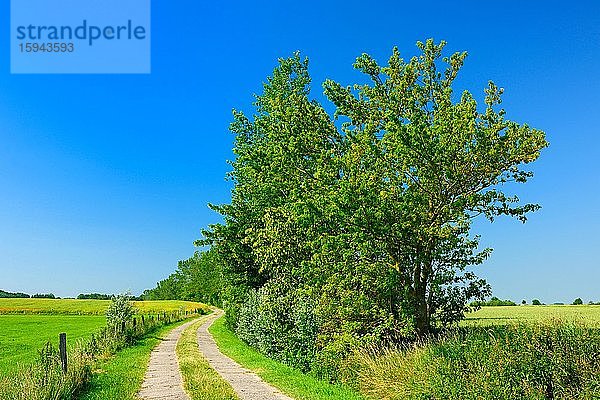 Feldweg durch Kulturlandschaft im Frühling  Felder und Wiesen  blauer Himmel  Mecklenburg-Vorpommern  Deutschland  Europa