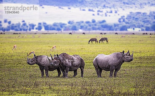 Spitzmaulnashörner  (Diceros bicornis)  Ngorongoro Krater  Tansania  Afrika