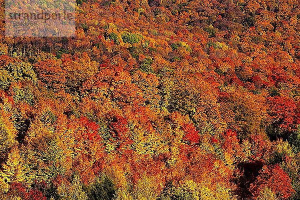 Laubwald in leuchtenden Herbstfarben  Bromont  Provinz Quebec  Kanada  Nordamerika