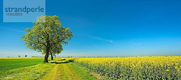 Kulturlandschaft im Frühling  alte Linden am Feldweg  Getreide- und Rapsfelder  blauer Himmel  Burgenlandkreis  Sachsen-Anhalt  Deutschland  Europa