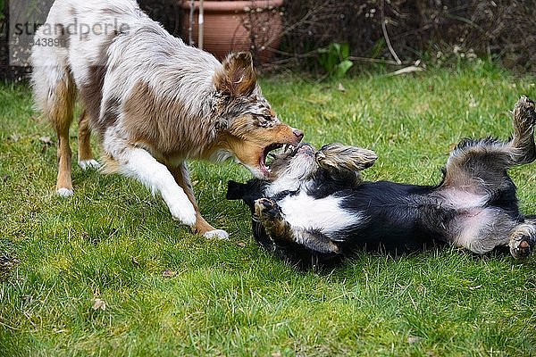 Rauhaardackel-Terrier-Havaneser-Mischling  Rüde  2 Jahre und Australian Shepherd  red merle  Hündin  8 Monate  spielen  Deutschland  Europa