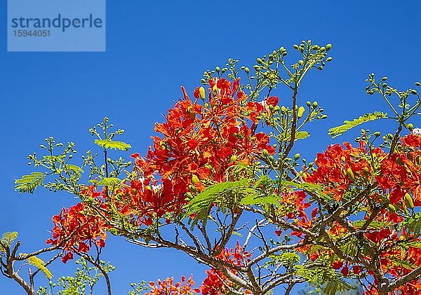 Flammenbaum (Delonix regia)  leuchtende orangefarbene Blüten  Schutzgebiet Oronjia  Antsiranana  Diego Suarez  Madagaskar  Afrika