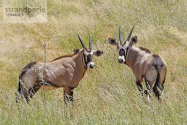 Spießböcke (Oryx gazella)  zwei Jungtiere im hohen Gras stehend  Kgalagadi Transfrontier Park  Nordkap  Südafrika