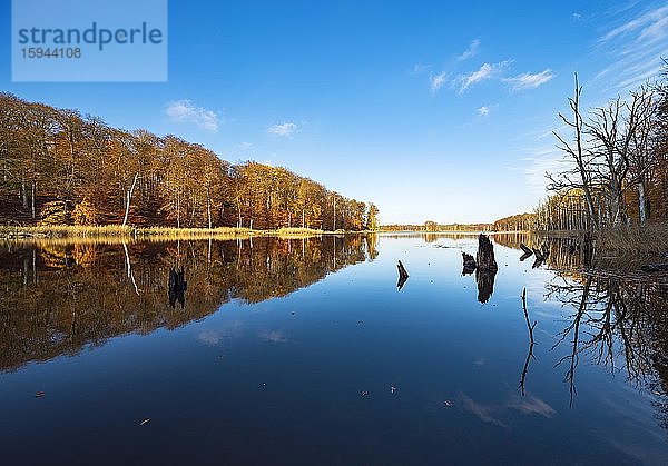 Schweingartensee im Herbst  Wald spiegelt sich  Müritz-Nationalpark  Teilgebiet Serrahn  Mecklenburg-Vorpommern  Deutschland  Europa