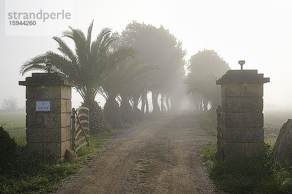 Allee im Nebel  Finca Zufahrt bei Campos  Region Migjorn  Mallorca  Balearen  Spanien  Europa