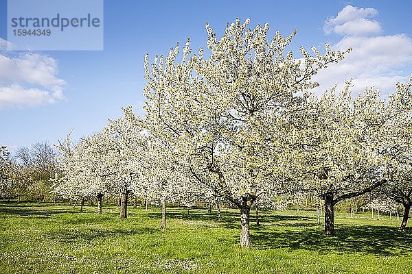 Vogelkirsche (Prunus avium)  Süßkirsche  blühend  Kirschbaum  Ockstadt  Hessen  Deutschland  Europa