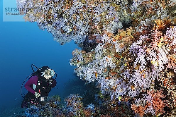 Taucher betrachtet Überhang dicht bewachsen mit vielen  verschiedenen Weichkorallen (Octocorallia)  Indischer Ozean  Nord-Malé-Atoll  Malediven  Asien