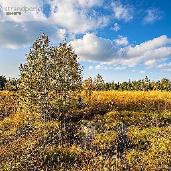 Moor am Erzgebirgskamm im Herbst  Georgenfelder Hochmoor  Erzgebirge  Zinnwald-Georgenfeld  Sachsen  Deutschland  Europa