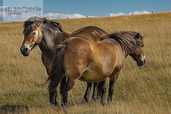 Exmoor-Ponies (Equus caballus)  Exmoor Nationalpark  England