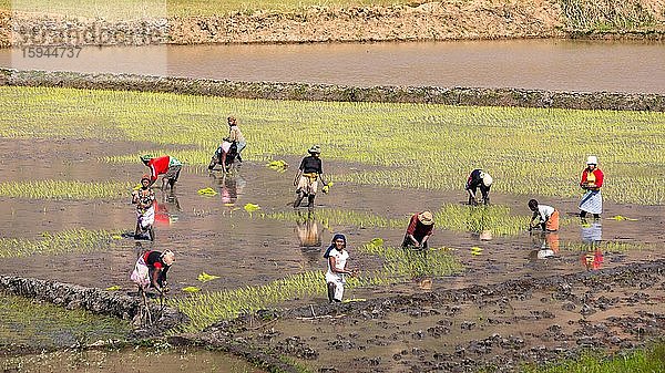 Arbeiterinnen pflanzen Reispflanzen  Reisterrassen bei Ambalavao  Matsiatra Region  Zentral-Madagaskar  Madagaskar  Afrika