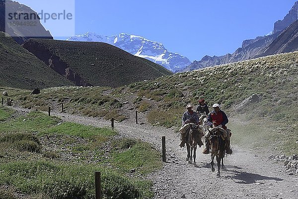 Drei Reiter auf Maultieren  hinten Cerro Aconcagua  Parque Provincial Aconcagua  bei Uspallata  Provinz Mendoza  Argentinien  Südamerika