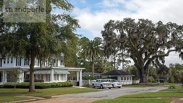Typisches Wohngebiet  Baum mit Spanischem Moos  Madison  Florida  USA  Nordamerika