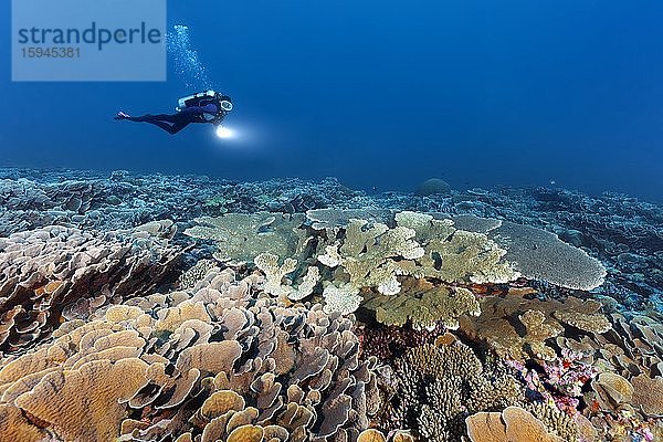 Taucher mit Lampe schwimmt über intaktes Korallenriff mit verschiedenen Steinkorallen (Scleractinia)  Indischer Ozean  Malediven  Asien