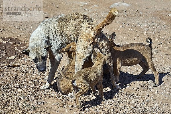 Straßenhunde  Hündin säugt ihre Welpen  Indein  Inle See  Shan-Staat  Myanmar  Asien