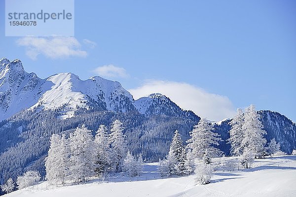 Winterlandschaft  schneebedeckte Lärchen vor Bergen  Ladis  Skigebiet Serfaus Fiss Ladis  Tirol  Österreich  Europa