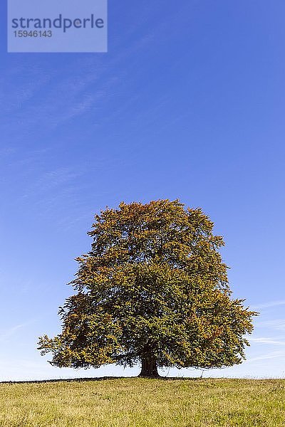 Weidebuche (Fagus sylvatica) Biosphärenreservat Schwäbische Alb  UNESCO Weltnaturerbe  Baden-Württemberg  Deutschland  Europa