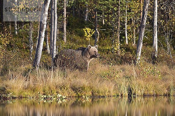 Braunbär (Ursus arctos) am Flussufer im Herbst  finnische Taiga  Kuhmo  Finnland  Europa